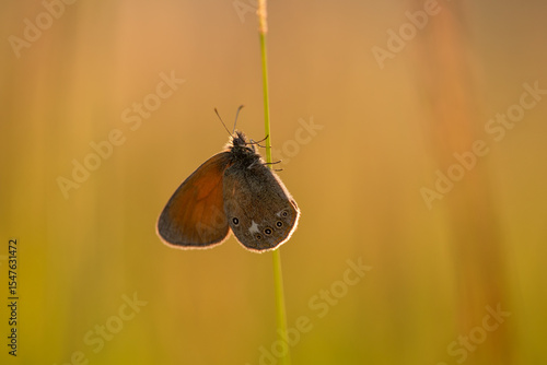 Fototapeta Naklejka Na Ścianę i Meble -  Motyl strzępotek glicerion, Coenonympha glycerion,  na górskiej łące. 