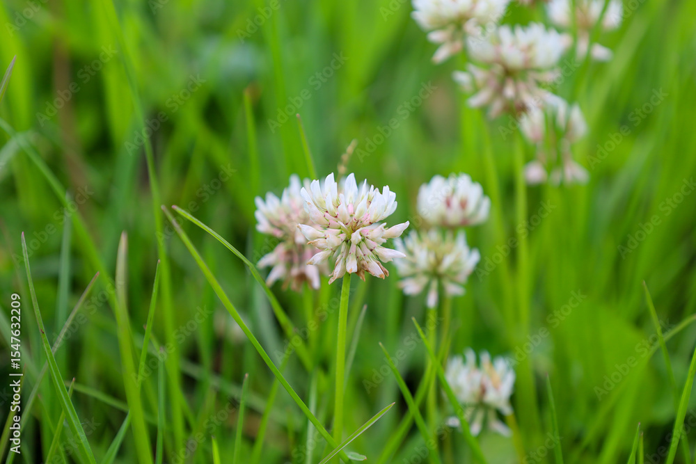 A close-up of white clover against lush green grass showcases the delicate beauty of a summer meadow. The focus on the flowers creates a soft bokeh effect, highlighting natural elegance. A close-up of white clover against lush green grass showcases the delicate beauty of a summer meadow. The focus on the flowers creates a soft bokeh effect, highlighting natural elegance.