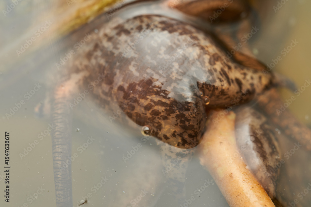 Obraz premium Details of a newborn snail on a green leaf.