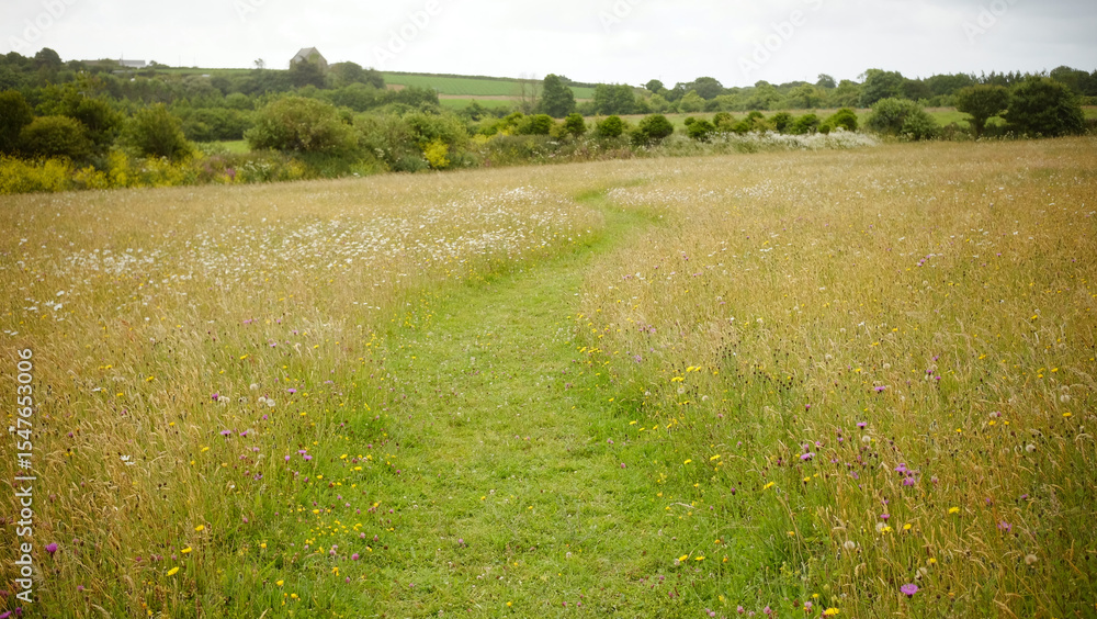 Obraz premium Pathway through the meadow 