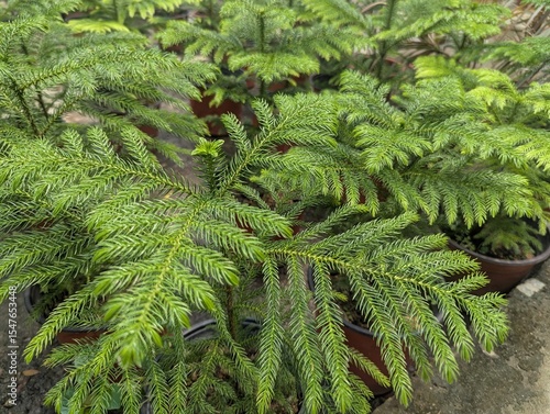 Close up on pine leaves (Araucaria heterophylla)