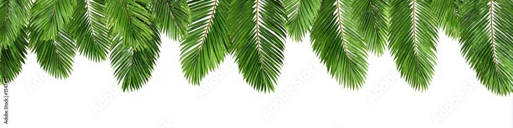 Lush Green Fir Branches Isolated on White Background Lush Green Fir Branches Isolated on White Background