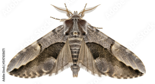Photos Isolated Moth