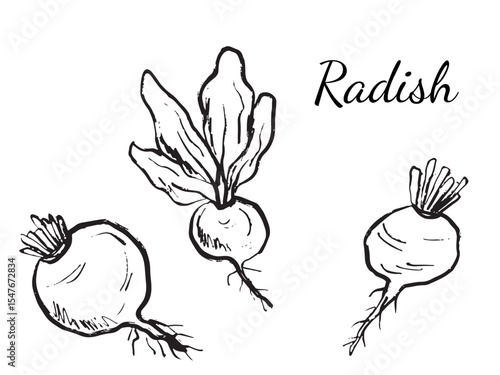 Radish vegetable design in black brush stroke texture isolated on white. Hand drawn vector sketch illustration in vintage charcoal ink. Food drawing, agriculture, farm, market label.