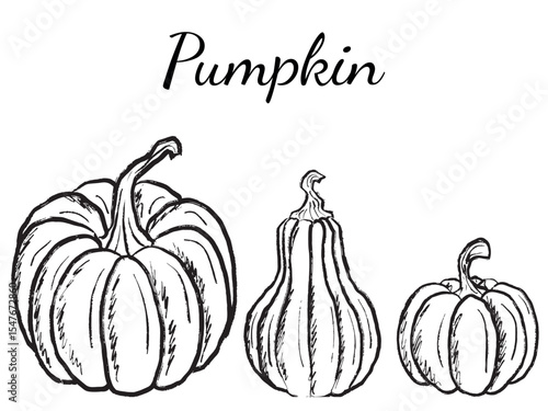 Pumpkin vegetable in different shapes in black brush stroke texture isolated on white. Hand drawn vector sketch illustration in vintage charcoal ink. Halloween symbol, autumn harvest.