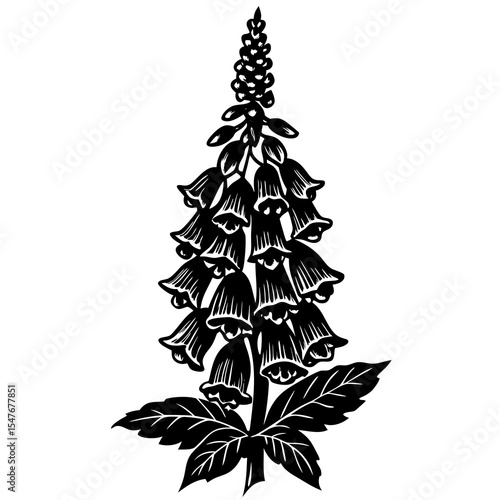 Foxglove flower isolated on white background in monochrome illustration