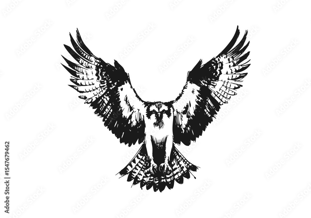 Obraz premium Osprey Bird hand drawn sketch vector illustration