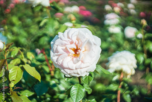 Blume Flower