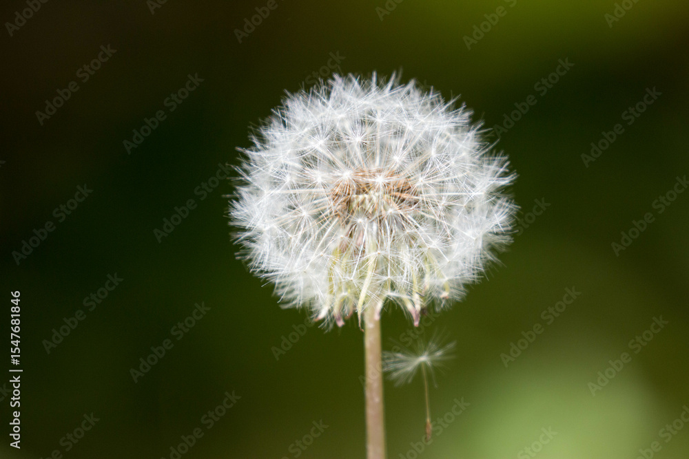 Fototapeta premium flower in the wind