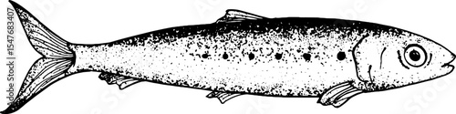 Minimal sardine fish sketch in stripped line art style for canned seafood labels vintage food packaging culinary design and restaurant branding use