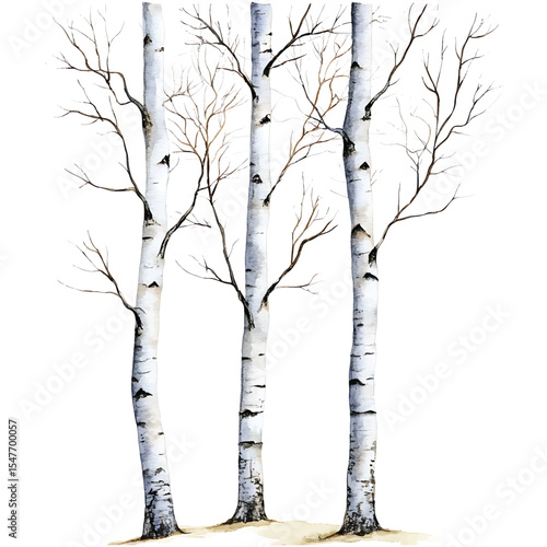 Watercolor illustration of three birch trees with bare branches on transparent background vector