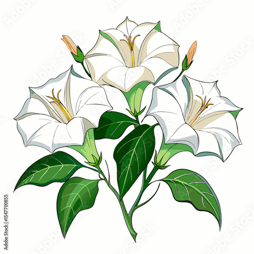  3 white datura on on-white--background