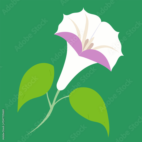 datura vector isolated