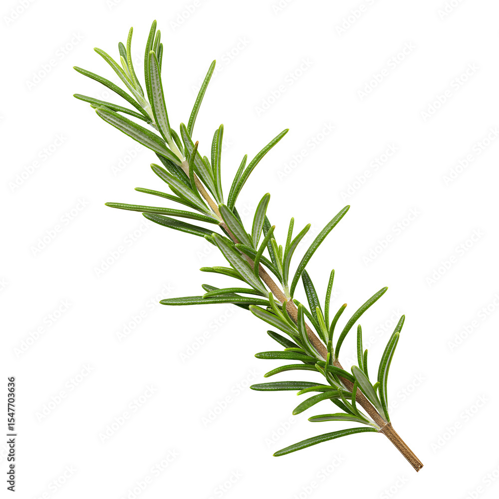 Fototapeta premium Rosemary sprig vibrant green leaves sprout along a brown stem on stark black background