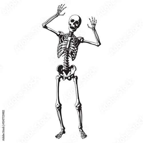Core of human structure – Human skeleton silhouette reinterpreted in Human skeleton vector – Human skeleton illustration

