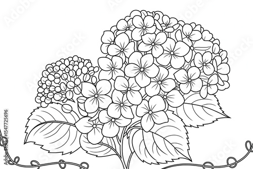 Delicate hydrangea blossoms in intricate line art.
