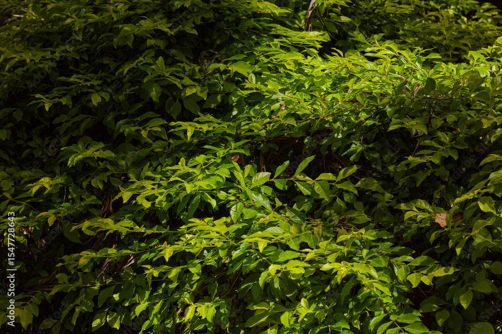 Fototapeta premium Lush green leaves texture background in sunlight and shadow
