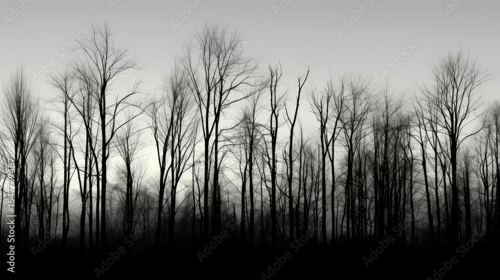 Fototapeta premium dusk black and white tree