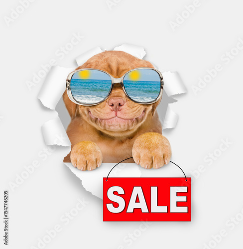Funny Mastif puppy wearing mirrored sunglasses looking through the hole in white paper and showing signboard with labeled 