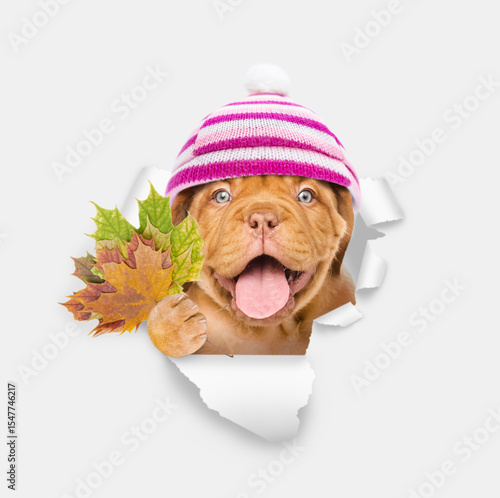Happy puppy wearing warm hat with pompon holds dry leaves and looks through the hole in white paper
