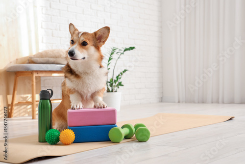 Cute Corgi dog with sports ...
