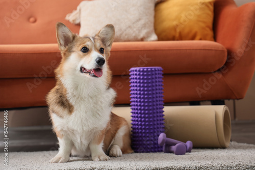 Adorable corgi dog sitting ...