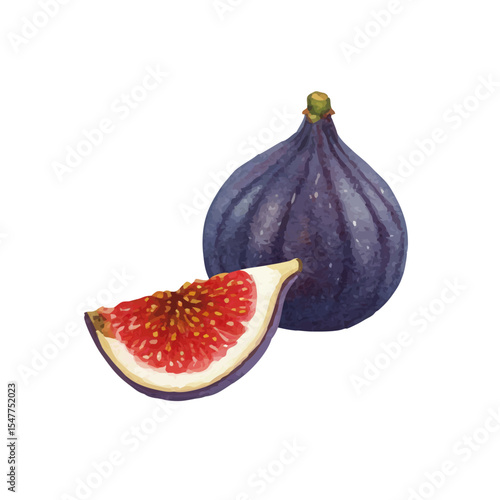 vector watercolor figs /水彩テイストのいちじくイラスト
