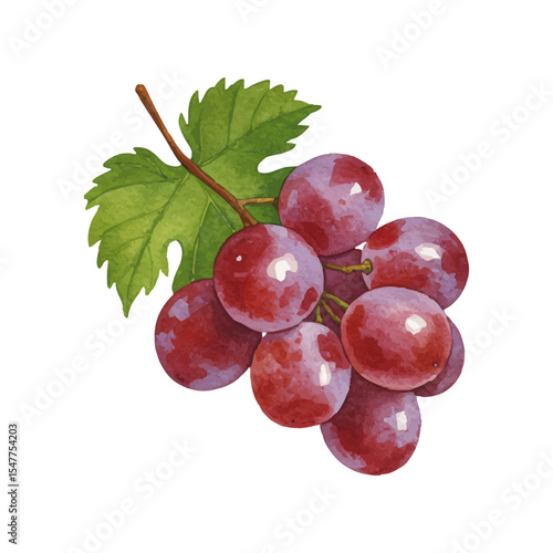 Vector watercolor grapes / 水彩テイストのぶどうイラスト