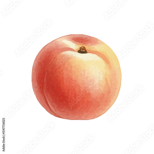 Vector watercolor peach / 水彩テイストの白桃イラスト
