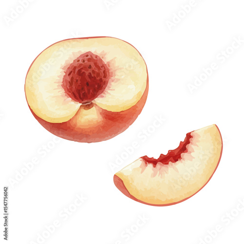 Vector watercolor peach / 水彩テイストの白桃イラスト