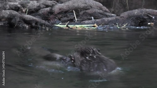 Zwei Biber, Castor, spielen und kämpfen im Bach, Großaufnahme
