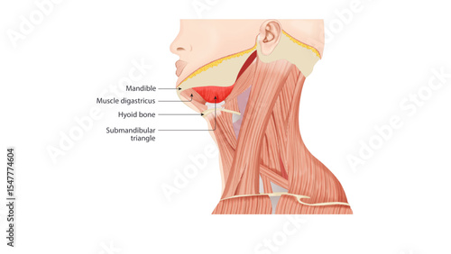 This image illustrates the submandibular region of the neck, highlighting key anatomical landmarks important in head and neck anatomy