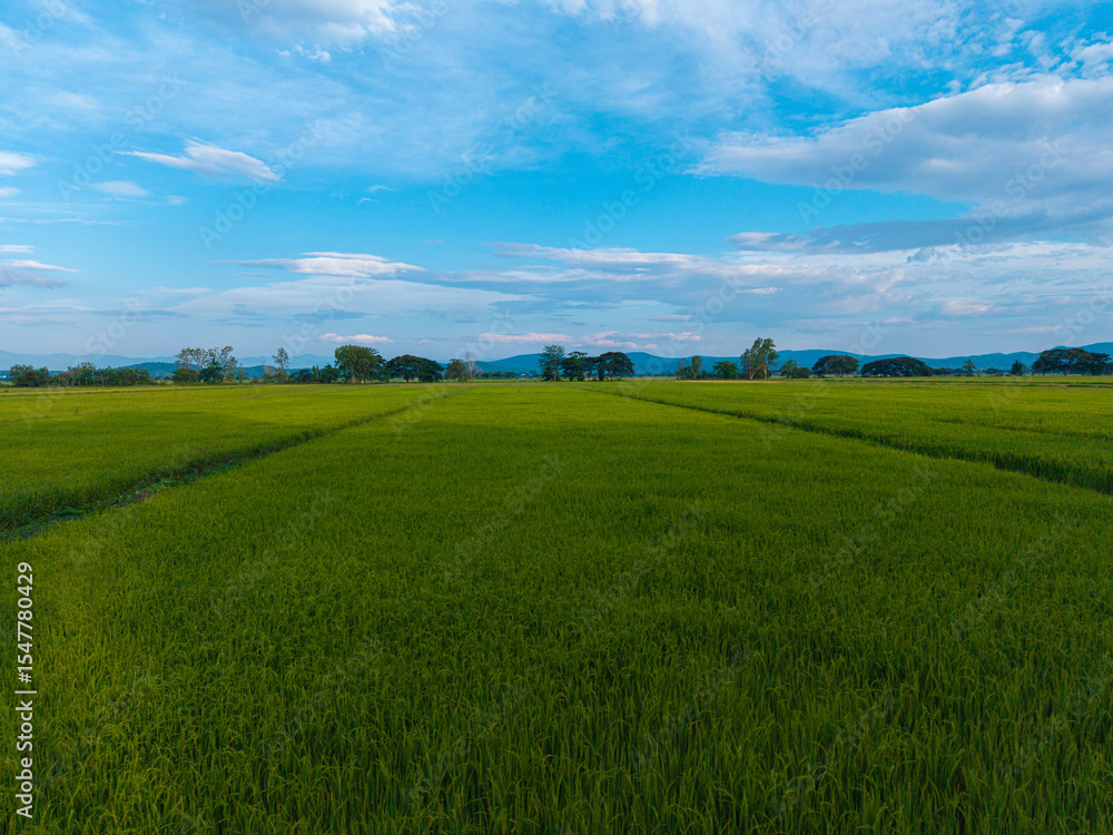 Obraz premium Aerial view golden rice plantation field mountain background