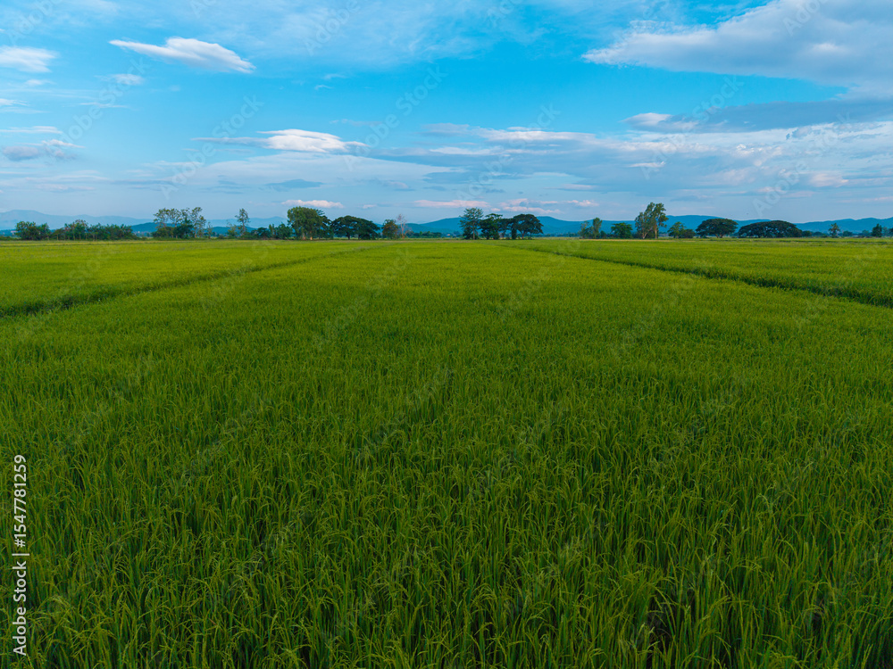 Fototapeta premium Aerial view golden rice plantation field mountain background