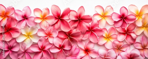 Pink Plumeria Blossom Border, Floral Arrangement, Tropical Flower, White Background, Plumeria Plumeria, Flowers
