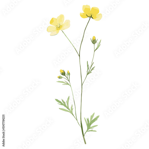 Buttercup flowers illustration watercolor vector