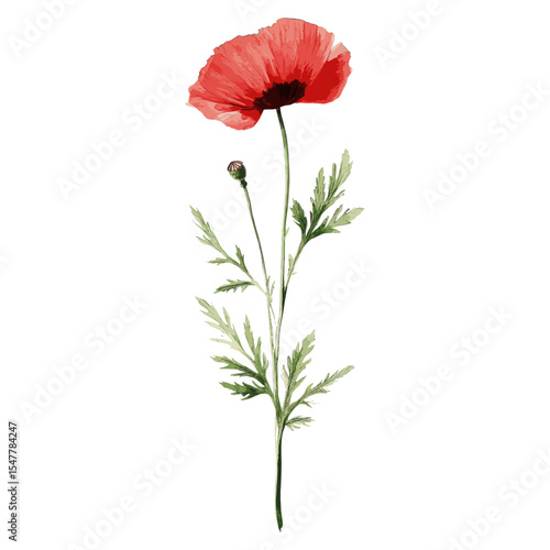 Red Poppy flower poppy illustration vector