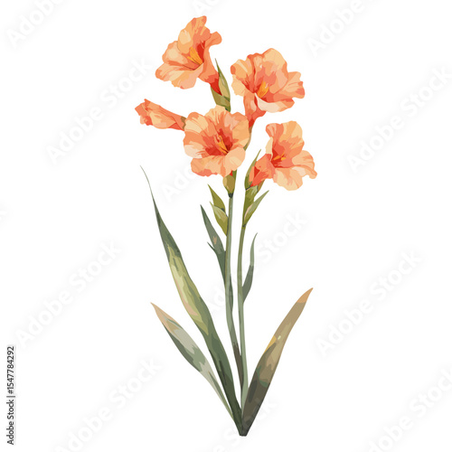 Gladiolus clip art gladiolus illustration watercolor vector