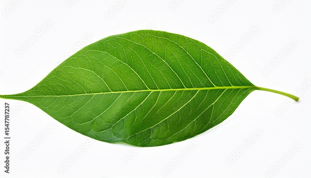 Obraz premium vibrant green leaf on white and transparent background botanical nature photography