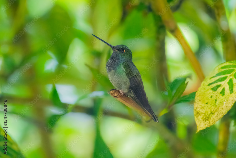 Fototapeta premium Hummingbirds compete as they perch on a branch in Mindo Cloud Forest Reserve,Ecuador. The range of this bird is in wet mountain forests from Costa Rica to Ecuador. 