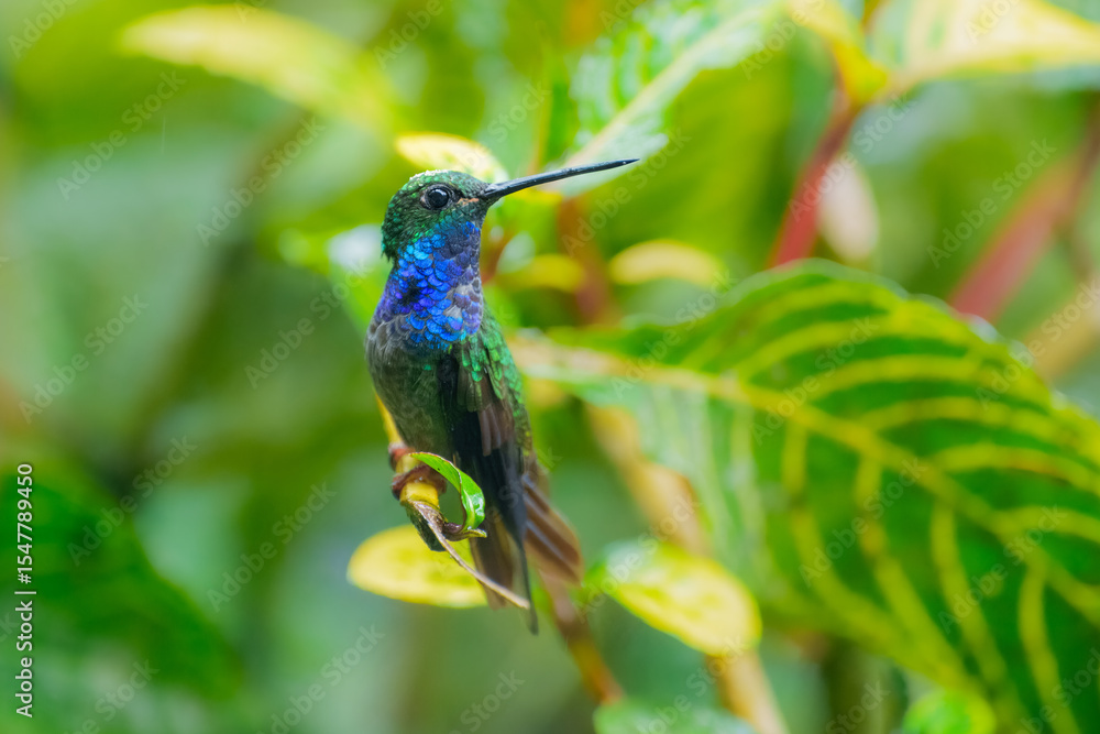 Fototapeta premium Blue-chested hummingbird (Polyerata amabilis), Male has glittering purple-blue throat, green back and crown, paler grayish belly, and dark tail. 