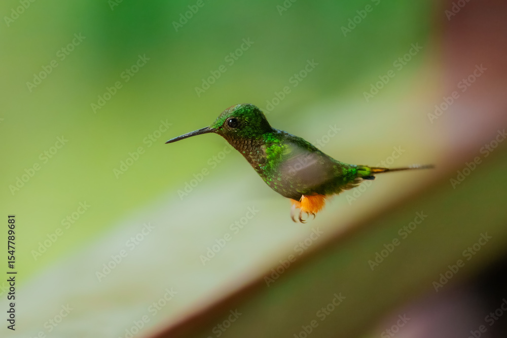 Fototapeta premium Hummingbirds compete as they perch on a branch in Mindo Cloud Forest Reserve,Ecuador. The range of this bird is in wet mountain forests from Costa Rica to Ecuador. 