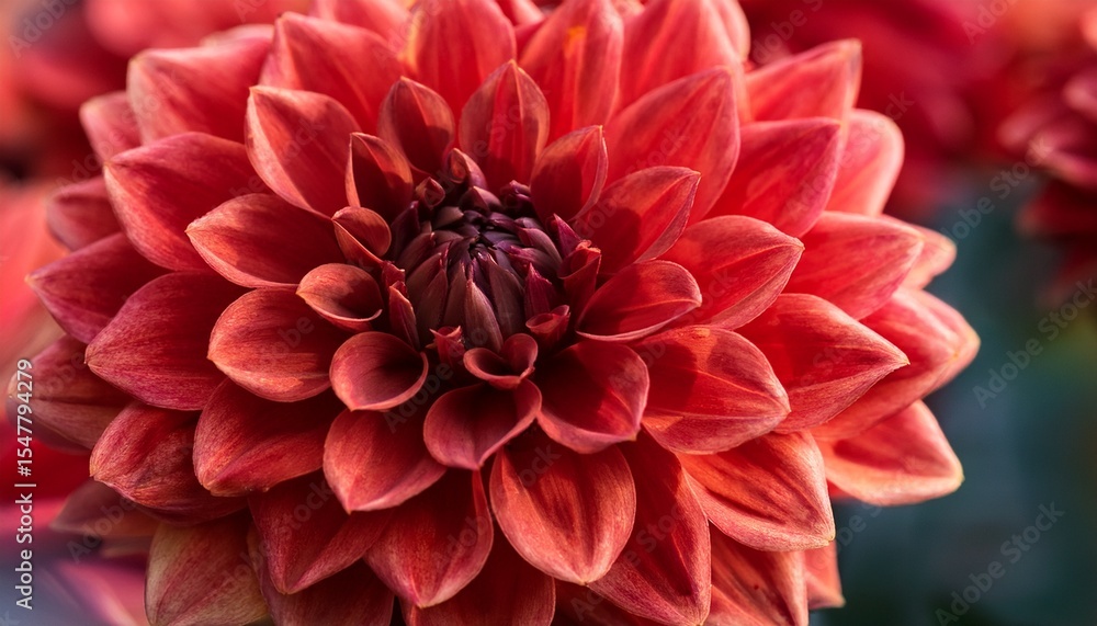 close up of vibrant red dahlia flowers in full bloom close up of vibrant red dahlia flowers in full bloom