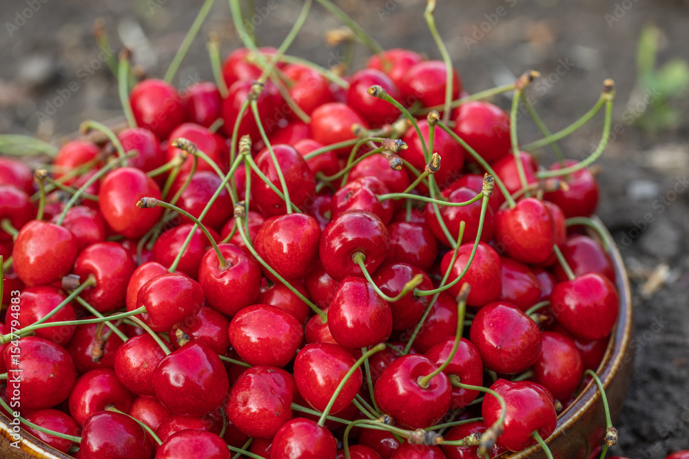 Fresh cherries picked from the tree. Fragrant sour cherries, the favorite fruit of spring Fresh cherries picked from the tree. Fragrant sour cherries, the favorite fruit of spring