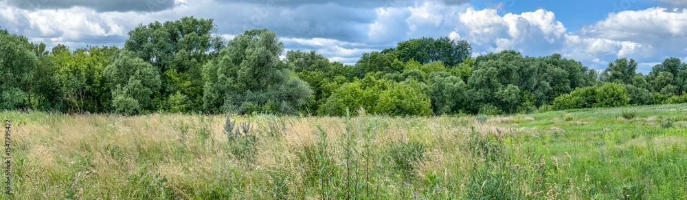 Panoramic view of a summer meadow with tall grass and dense green trees under a dramatic sky. Perfect for backgrounds, banners, and nature-themed design. Panoramic view of a summer meadow with tall grass and dense green trees under a dramatic sky. Perfect for backgrounds, banners, and nature-themed design.