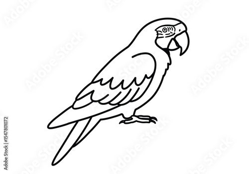 Macaw parrot drawing. It is a black and white outline sketch of a macaw parrot, a large and exotic tropical bird. Vector sketch line art draw.