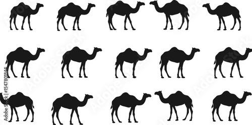 Camel silhouette vector set, desert animal illustration, black camel shapes, dromedary icons, wildlife clipart, traditional transport symbol, Middle Eastern animal design for graphic use