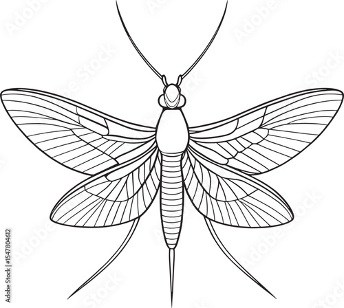 Mayfly insect wings drawing for kids bug learning and coloring