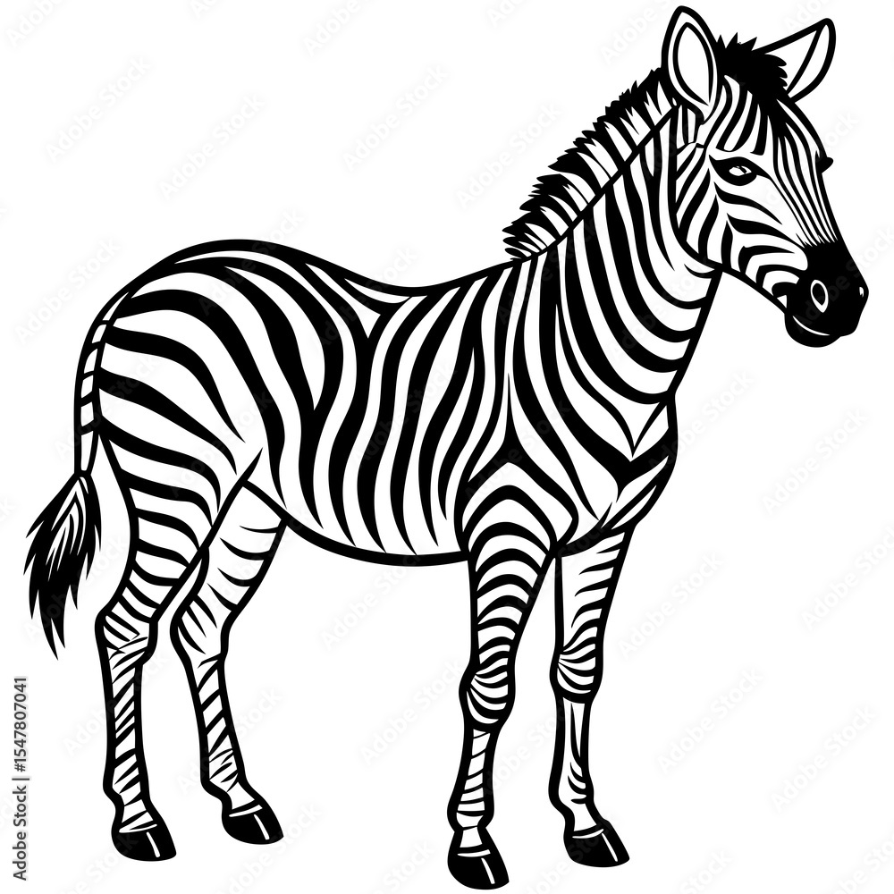 Fototapeta premium Zebra standing in black and white isolated on white background