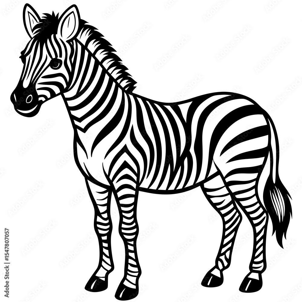 Fototapeta premium Zebra standing in black and white isolated on white background